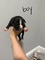 Nine, a male American Staffordshire Terrier for sale in Roxboro, NC – 1 of 1