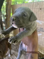 Luca (Capone), a male American Pit Bull Terrier for sale in Roxboro, NC – 4 of 4