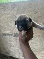 Bando(Parker), a male American Pit Bull Terrier for sale in Roxboro, NC – 1 of 3