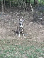 Storm, a male American Pit Bull Terrier for sale in Roxboro, NC – 6 of 6