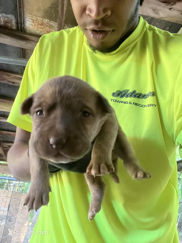 City – American Pit Bull Terrier puppy for sale in Roxboro, NC