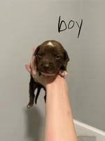 Deuce , a male American Staffordshire Terrier for sale in Roxboro, NC – 1 of 1