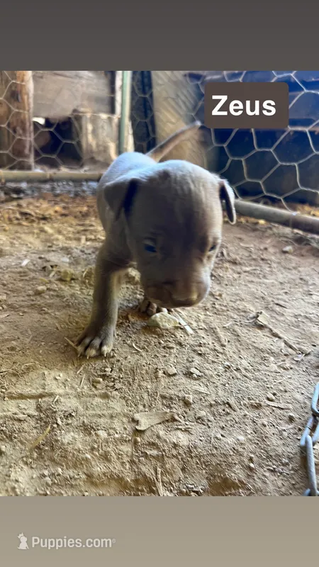 Zeus  – American Pit Bull Terrier puppy for sale in Roxboro, NC