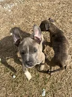 Storm, a male American Pit Bull Terrier for sale in Roxboro, NC – 5 of 6