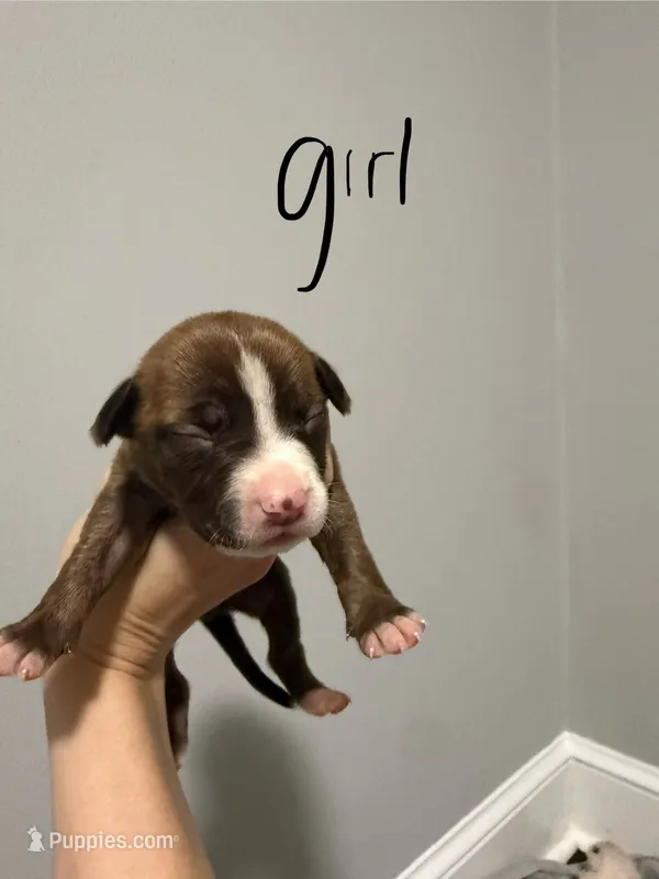 Pepsi  – American Staffordshire Terrier puppy for sale in Roxboro, NC