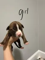 Pepsi , a male American Staffordshire Terrier for sale in Roxboro, NC – 1 of 1