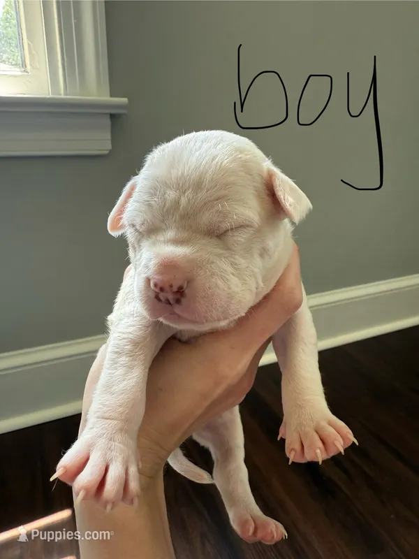 Blanco – American Staffordshire Terrier puppy for sale in Roxboro, NC