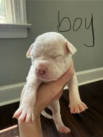 Blanco, a male American Staffordshire Terrier for sale in Roxboro, NC – 1 of 1