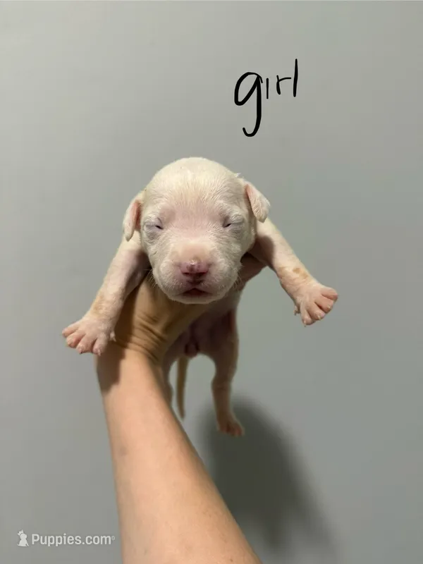 Prada  – American Staffordshire Terrier puppy for sale in Roxboro, NC