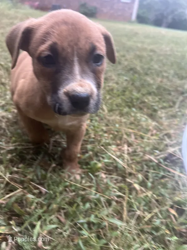 Bonnie  – American Pit Bull Terrier puppy for sale in Roxboro, NC
