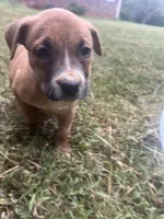 Bonnie , a female American Pit Bull Terrier for sale in Roxboro, NC – 1 of 5