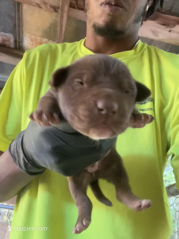 Zeus  – American Pit Bull Terrier puppy for sale in Roxboro, NC