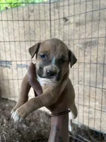 Bonnie , a female American Pit Bull Terrier for sale in Roxboro, NC – 4 of 5