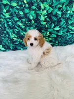 Zoey F1B , a female Miniature Goldendoodle for sale in Middlebury, IN – 4 of 4