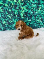 Jack F1B , a male Miniature Goldendoodle for sale in Middlebury, IN – 6 of 6