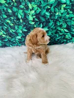 Amara F1B , a female Miniature Goldendoodle for sale in Middlebury, IN – 4 of 5