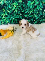 Hazel, a female Cavapoo for sale in Middlebury, IN – Photo 3 of 6