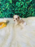 Hazel, a female Cavapoo for sale in Middlebury, IN – Photo 2 of 6