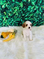 Hazel, a female Cavapoo for sale in Middlebury, IN – Photo 5 of 6