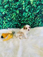 Hazel, a female Cavapoo for sale in Middlebury, IN – Photo 4 of 6