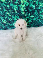 Lily F1B , a female Miniature Goldendoodle for sale in Middlebury, IN – 6 of 6