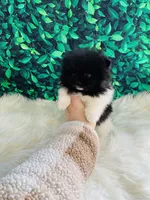 Trevor , a male Pomeranian for sale in Middlebury, IN – Photo 5 of 6