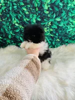 Trevor , a male Pomeranian for sale in Middlebury, IN – Photo 3 of 6