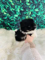 Trevor , a male Pomeranian for sale in Middlebury, IN – Photo 1 of 6