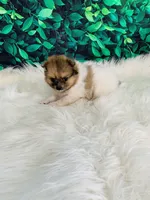 Coco, a female Pomeranian for sale in Middlebury, IN – 5 of 8