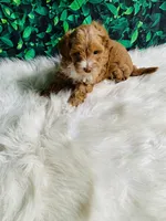 Finn, a male Maltipoo for sale in Middlebury, IN – 2 of 6