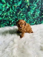 Princess , a female Maltipoo for sale in Middlebury, IN – 6 of 6