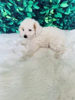 Lily F1B , a female Miniature Goldendoodle for sale in Middlebury, IN – 4 of 6
