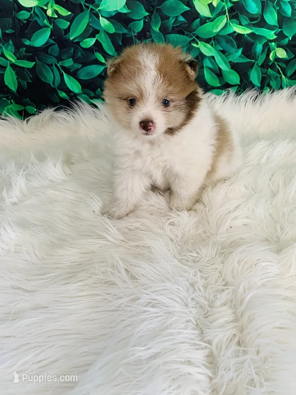 Jack – Pomeranian puppy for sale in Middlebury, IN