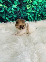 Coco, a female Pomeranian for sale in Middlebury, IN – 3 of 8