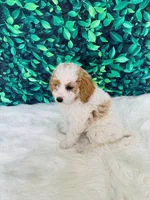 Zoey F1B , a female Miniature Goldendoodle for sale in Middlebury, IN – 3 of 4