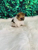 Coco, a female Pomeranian for sale in Middlebury, IN – 4 of 8
