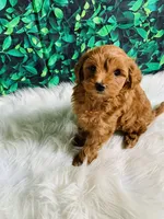 Princess , a female Maltipoo for sale in Middlebury, IN – 4 of 6