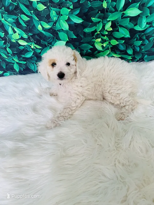 Lily F1B  – Miniature Goldendoodle puppy for sale in Middlebury, IN