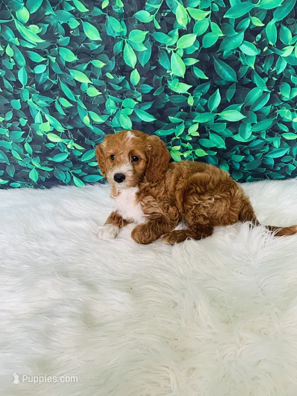 Jack F1B  – Miniature Goldendoodle puppy for sale in Middlebury, IN