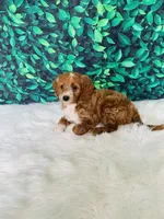 Jack F1B , a male Miniature Goldendoodle for sale in Middlebury, IN – 1 of 6