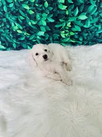 Snowflake F1B , a female Miniature Goldendoodle for sale in Middlebury, IN – 2 of 5
