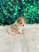 Jack, a male Pomeranian for sale in Middlebury, IN – 6 of 6