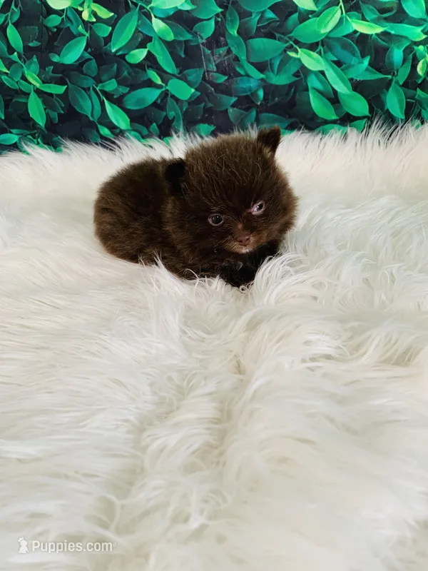 Teddy, a male Pomeranian for sale in Middlebury, IN – 1 of 6