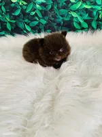 Teddy, a male Pomeranian for sale in Middlebury, IN – 1 of 6