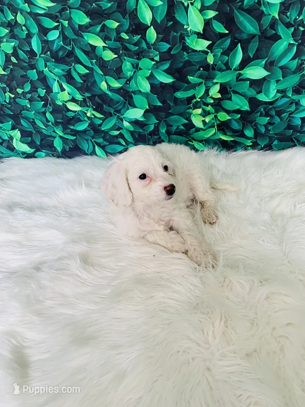 Snowflake F1B  – Miniature Goldendoodle puppy for sale in Middlebury, IN