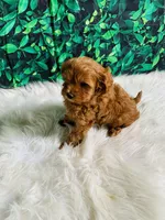 Princess , a female Maltipoo for sale in Middlebury, IN – 3 of 6
