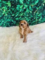 Lily, a female Cavapoo for sale in Middlebury, IN – Photo 1 of 7