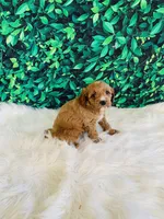 Lily, a female Cavapoo for sale in Middlebury, IN – Photo 6 of 7