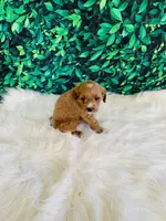 Lily, a female Cavapoo for sale in Middlebury, IN – Photo 7 of 7