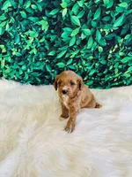 Lily, a female Cavapoo for sale in Middlebury, IN – Photo 2 of 7
